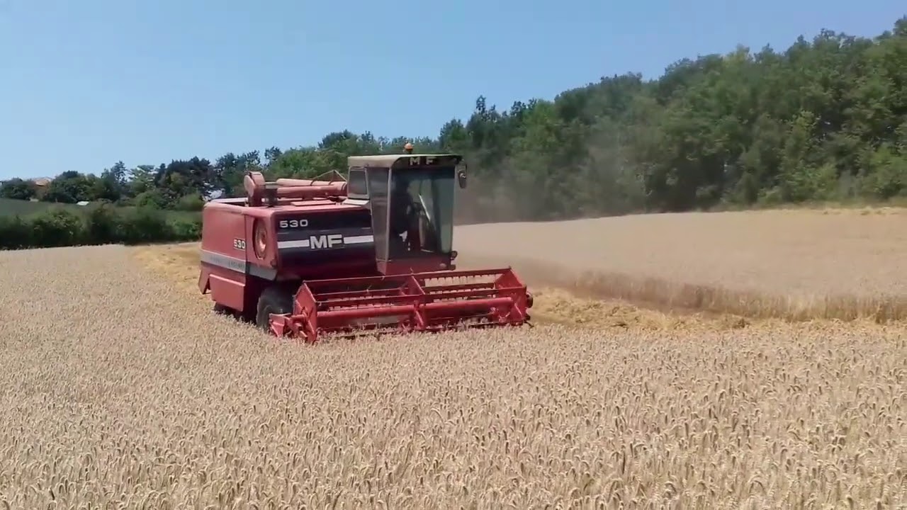 Moisson 2020 avec une Massey Ferguson 530
