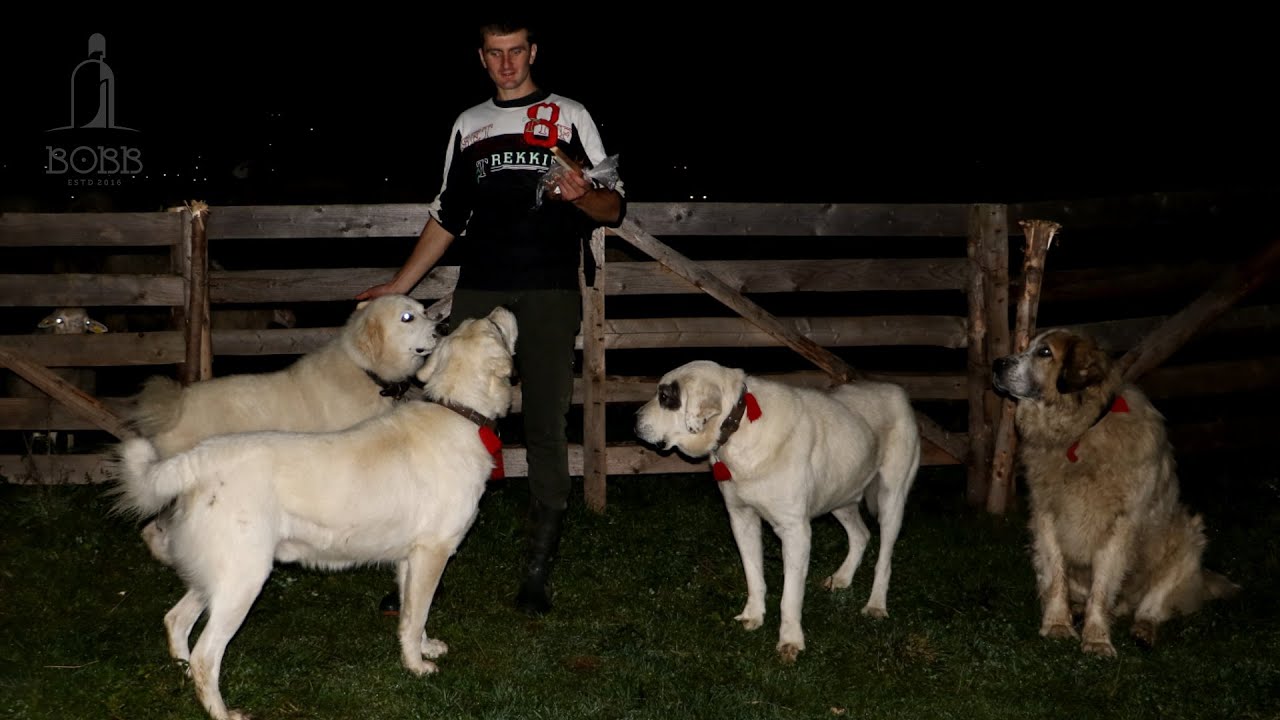 Câinii dorm NOAPTEA roată pe langa staulul OILOR și a VACILOR/Întâmplări ciobănești cu LUPI și URȘI