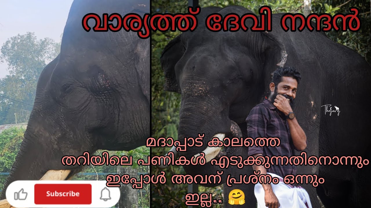 ആനയെ ശല്യ പെടുത്താതെ മദപ്പാട് സമയത്ത് തറിയിൽ പണി എടുക്കാം🤗 /Malayalam new elephant video/ #elephant 