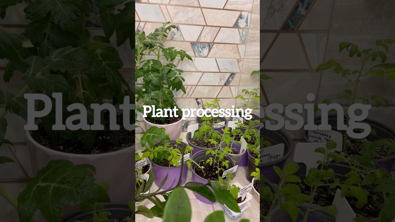 Plant pest control 🌱 