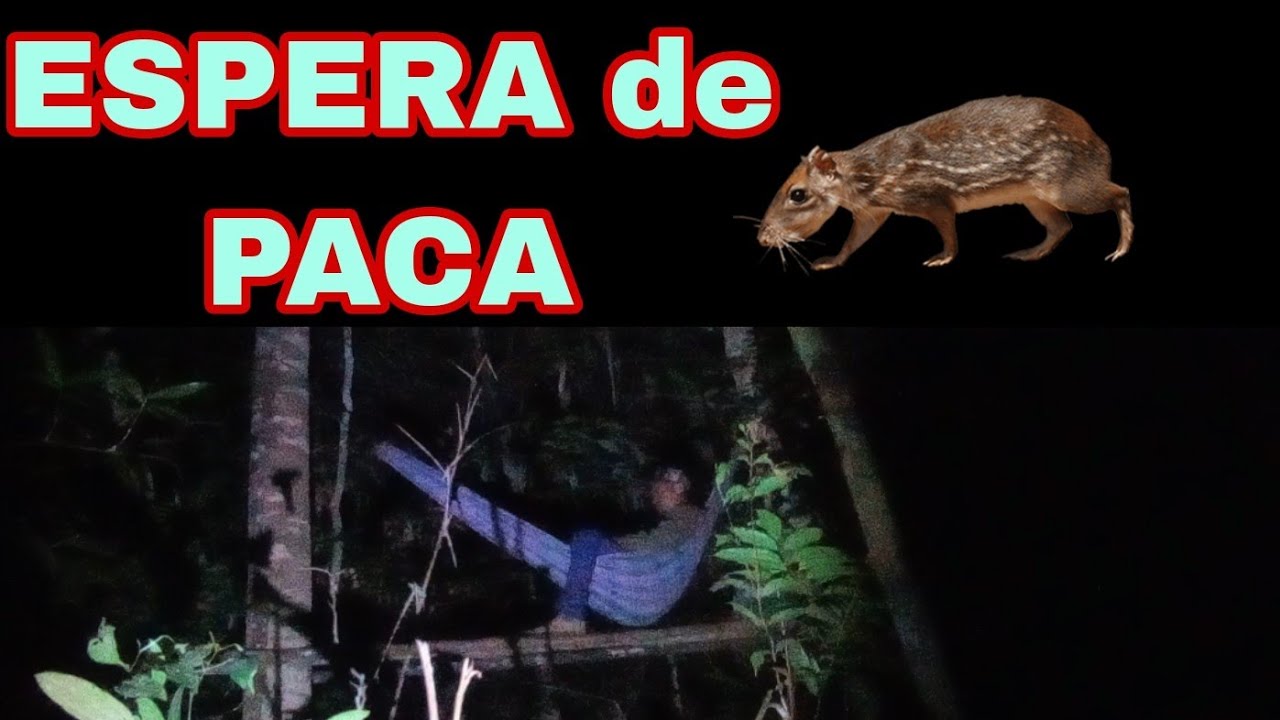 Terceiro dia de LUA CHEIA (em busca das pacas)