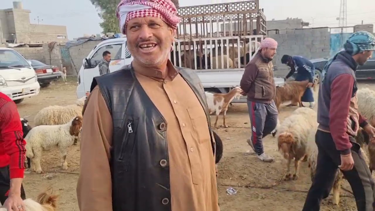 سوق مواشي الفلوجة محافظة الانبار الصقلاويه 2023/3/15
