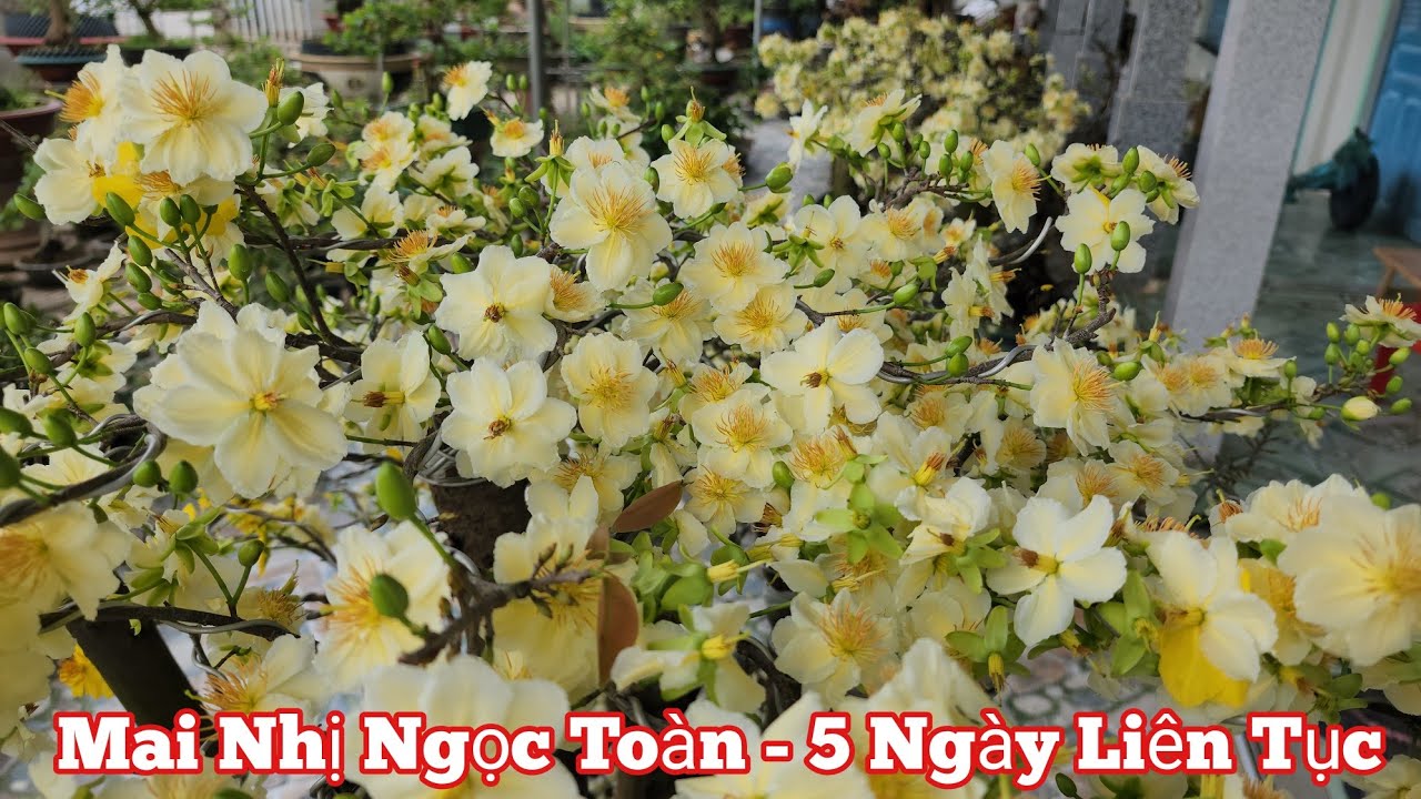Mai Nhị Ngọc Toàn Nở Hoa 5 Ngày Liên Tục
