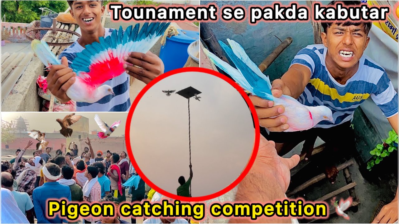 Bazi wala kabutar pakd liya 🤑 || Pigeon catching in tournament ￼🕊️🏆