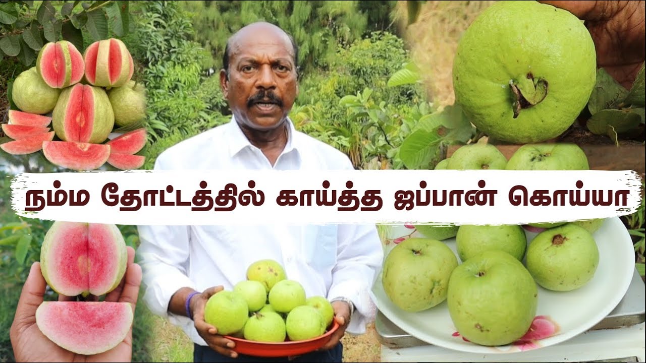 ஜப்பான் கொய்யா செடிகளை வாங்கி மகிழ்ந்த வாடிக்கையாளர்கள் | Japan Guava Tour at our Greenland Nursery