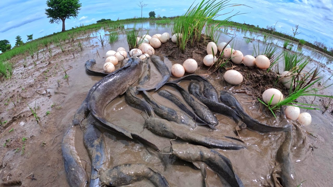 WOW amazing fishing, catch a lot of fish in water and pick duck eggs in rice field