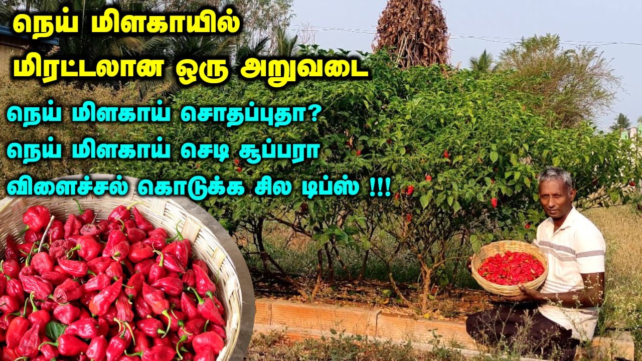 நெய் மிளகாயில் அள்ளிய அறுவடை | நெய் மிளகாய் செடி சூப்பரா விளைச்சல் கொடுக்க சில டிப்ஸ் | Ghee Chilli