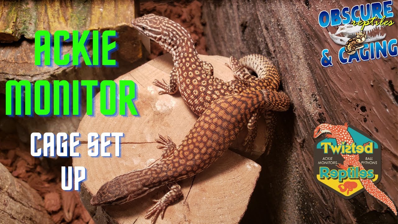 Ackie Monitor Setups for Hatchlings and Adults