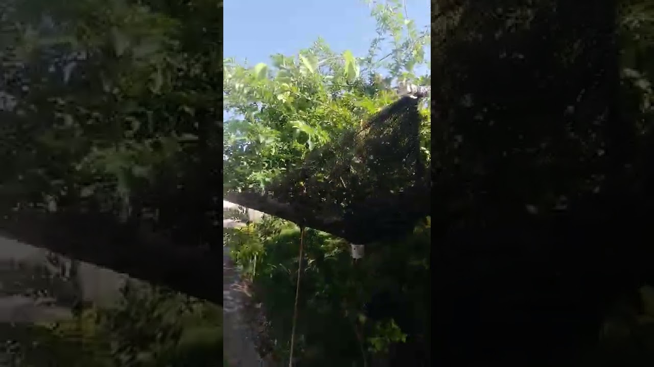 Criei essa conten&ccedil;&atilde;o pra minhas acerolas n&atilde;o ca&iacute;rem mais no ch&atilde;o.