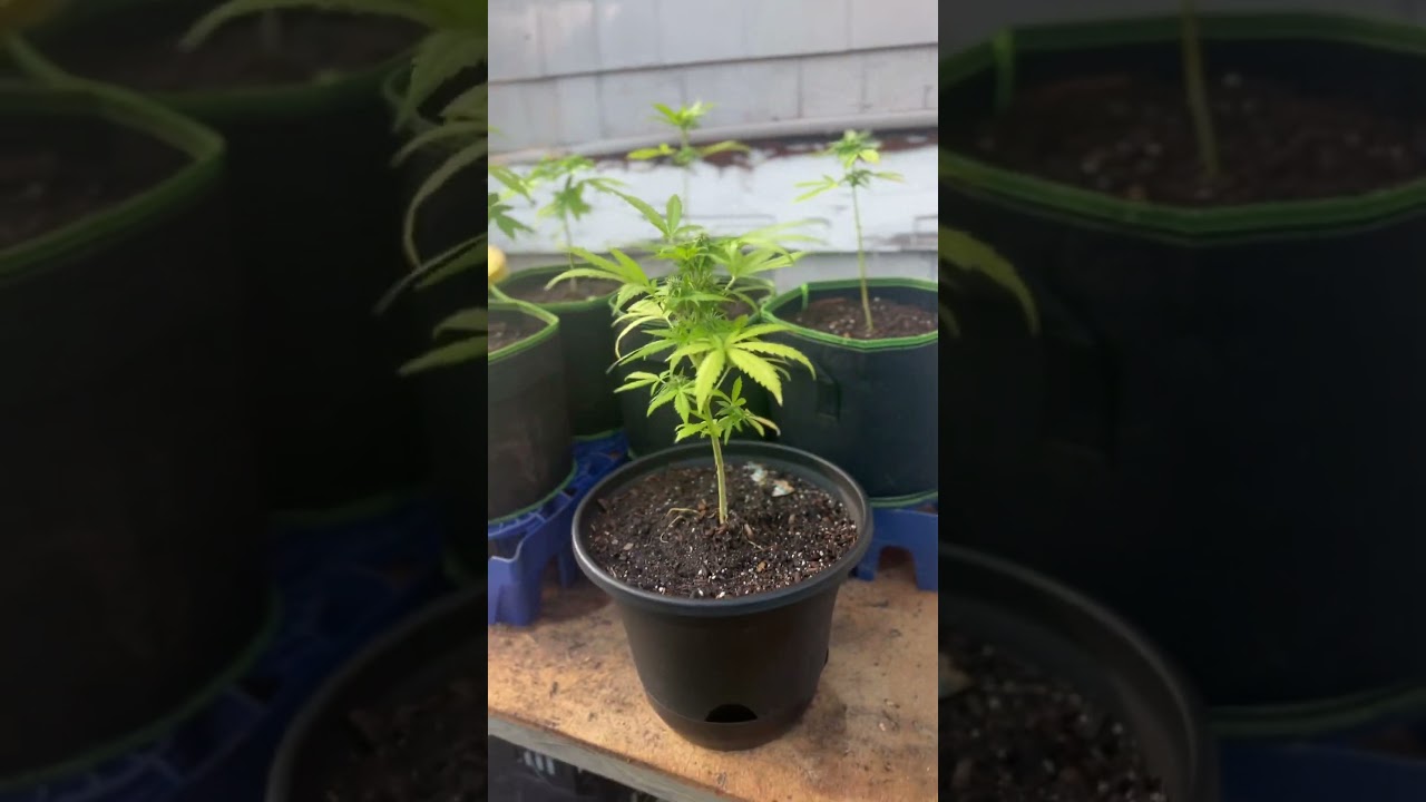 Northern lights auto flower !