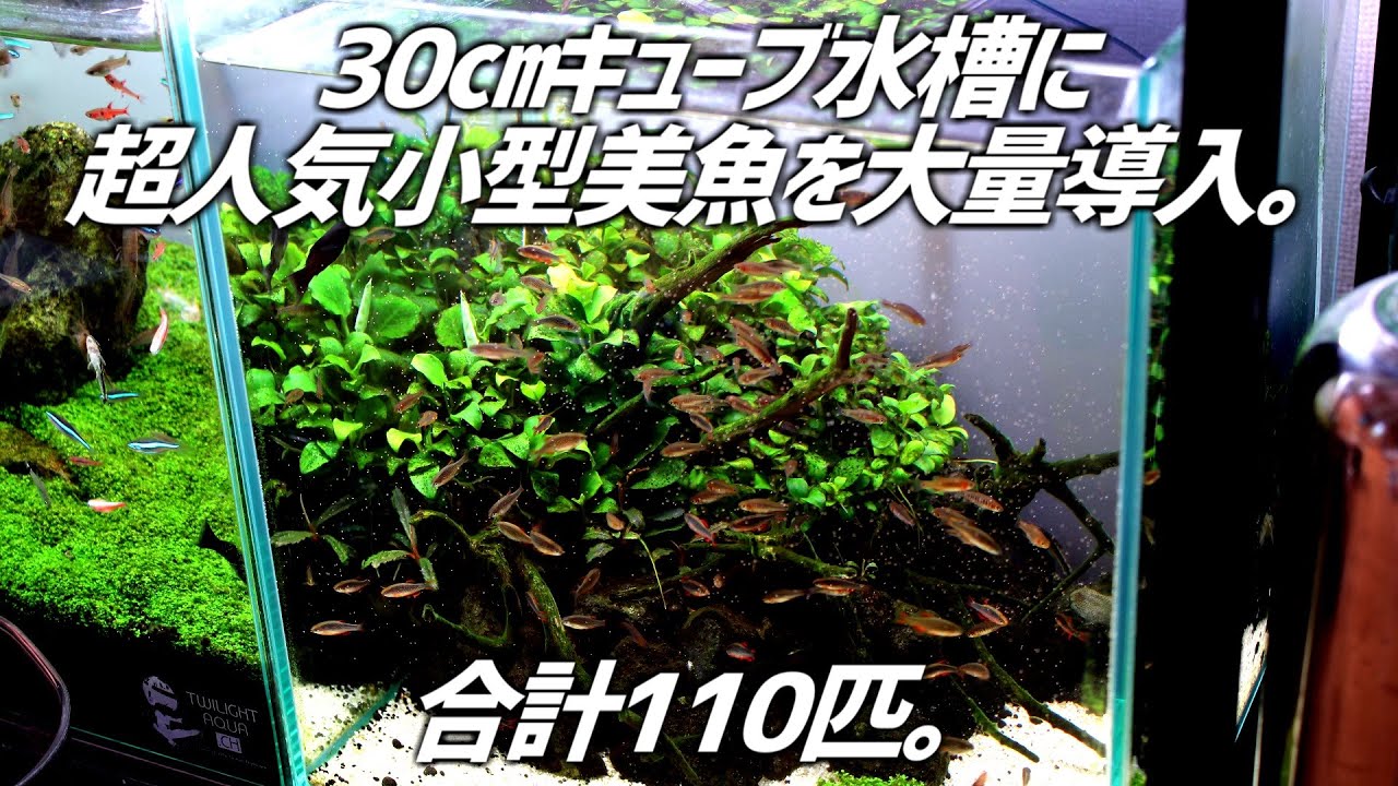 30㎝キューブ水槽にあの超小型美魚を大量導入！合計生体数が110匹に！#214【アクアリウム】