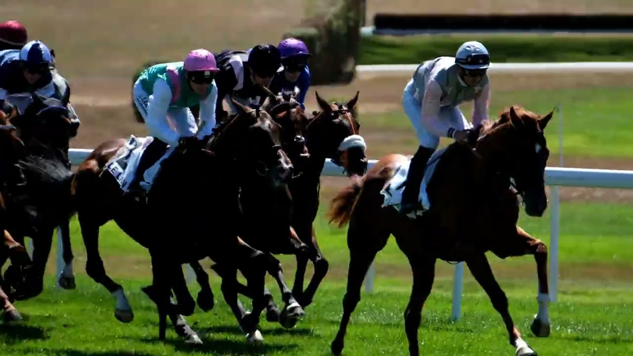 Courses de chevaux de Senonnes au Lion d'Angers 6 août 2022