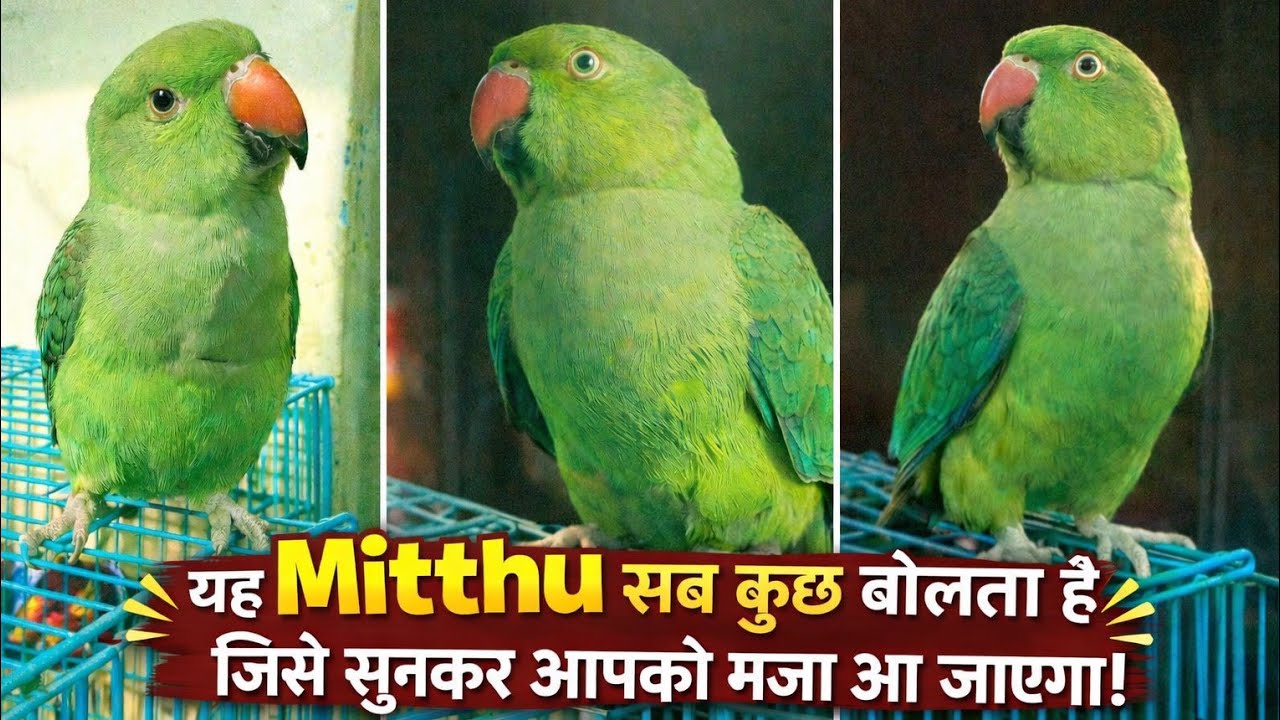 तोते ने सबको चौंका दिया 😲 | Indian Ringneck Parrot Funny & Smart Video 