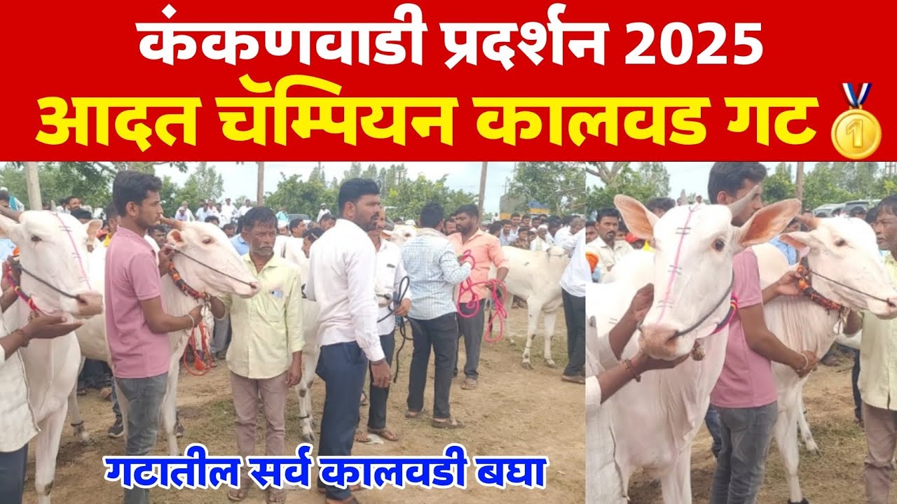♦️कंकणवाडी प्रदर्शन 2025 | आदत कालवड चॅम्पियन गटातील सर्व कालवडी बघा | Kankanwadi pradarshan 2025 🏆