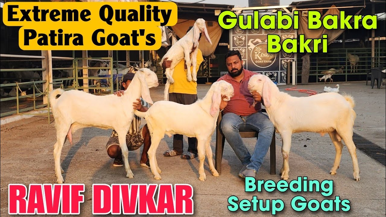 Extraordinary Quality Patira Goats At RAVIF DIVKAR | Saste Patira Hypat Bakra Bakri In Padgha 