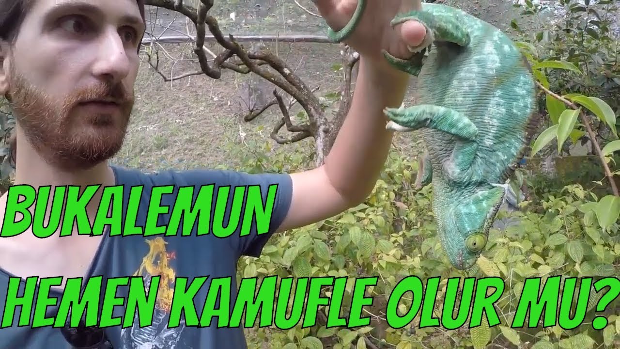 BUKALEMUNLAR NEYE GÖRE RENK DEĞİŞTİRİR? HEPSİ RENK DEĞİŞTİRİYOR MU?