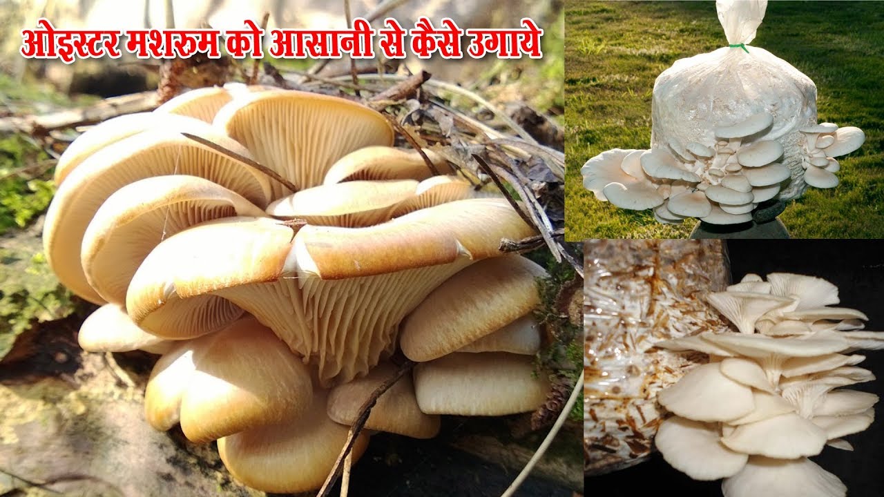 How Grow Oyster Mushroom Faster (Garden Home)