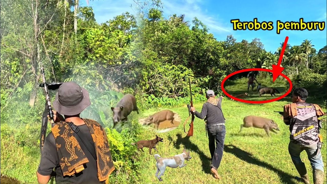 Ternyata di sini tempat perlintasan gerombolan babi hutan | Buruan batu mengaum | Wild Boar Hunting