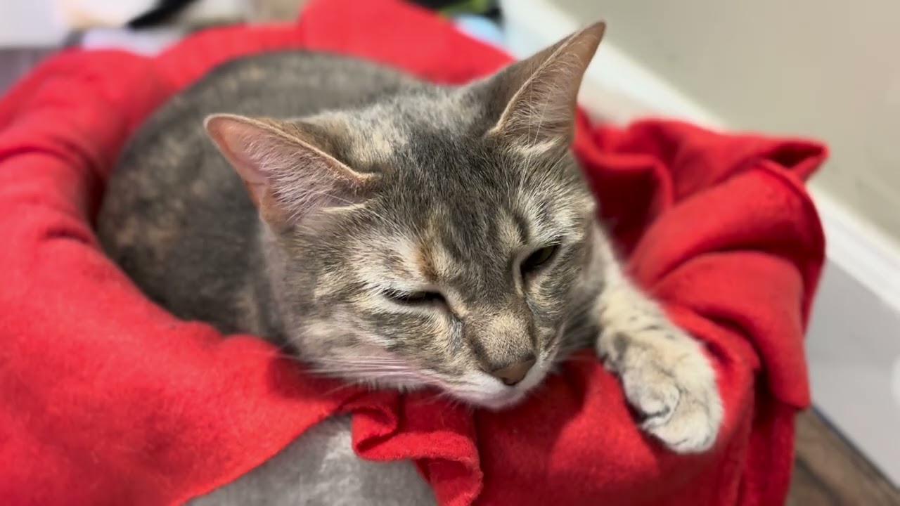 Cat  Kiki cat