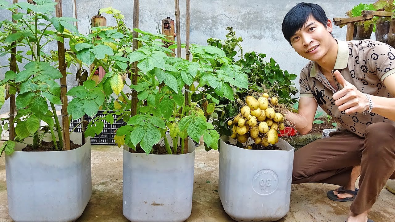 How To Growing Potatoes at home, very easy and many tubers, big harvesting