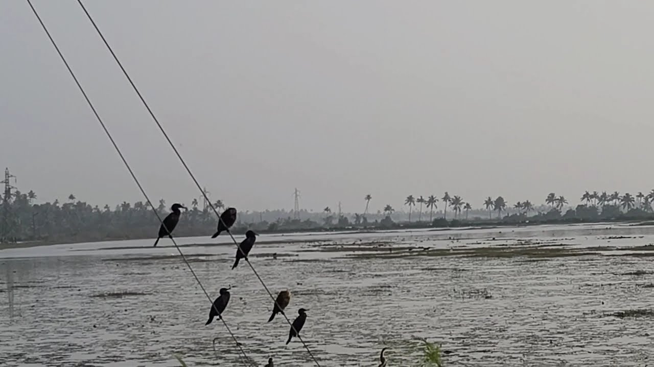 Wetlands of Kerala with vast diversity of birds. #birds #wetlands #kerala #india 
