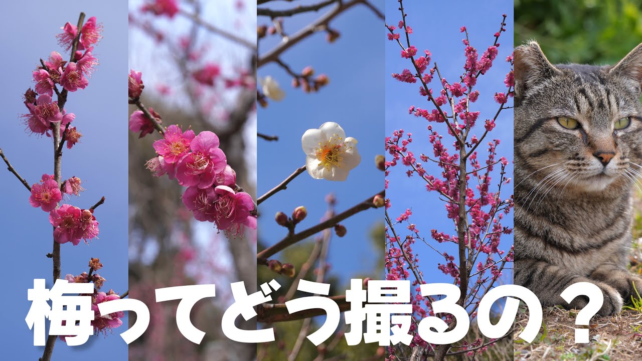 【猫回】この時期に咲き始める梅の花を撮影していく！【青葉の森公園】