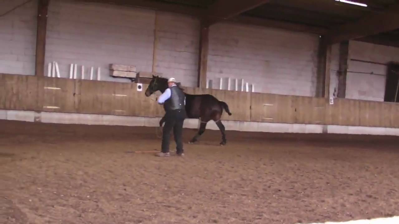 Parelli ***** Master Instructor Berni Zambail, Young Horse Training