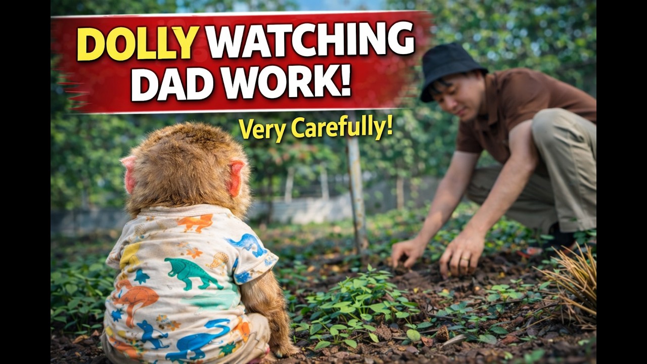 Baby Monkey and Dad Build a Backyard Chicken Coop &ndash; Messy but Adorable! (Part 1) 🐒🐔