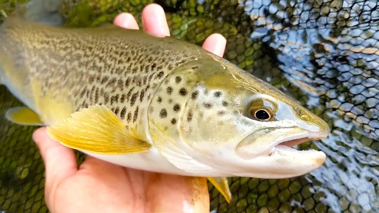 Alla ricerca della TROTA MARMORATA! Due giorni di Spinning nel fiume BRENTA