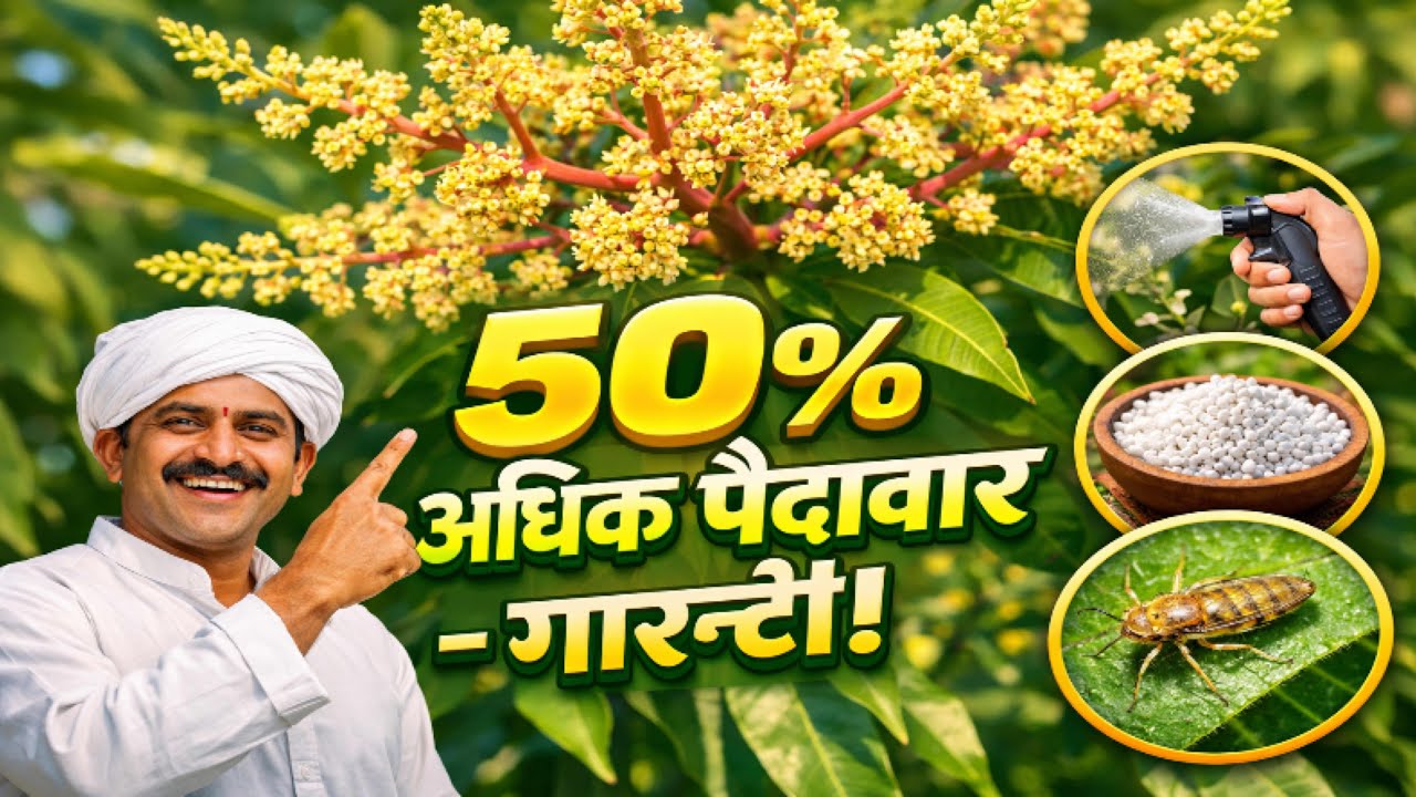 आम में फूल आने से पहले कर लो ये जरूरी काम ?  Flowering Stage Care & Fruit Drop Control,