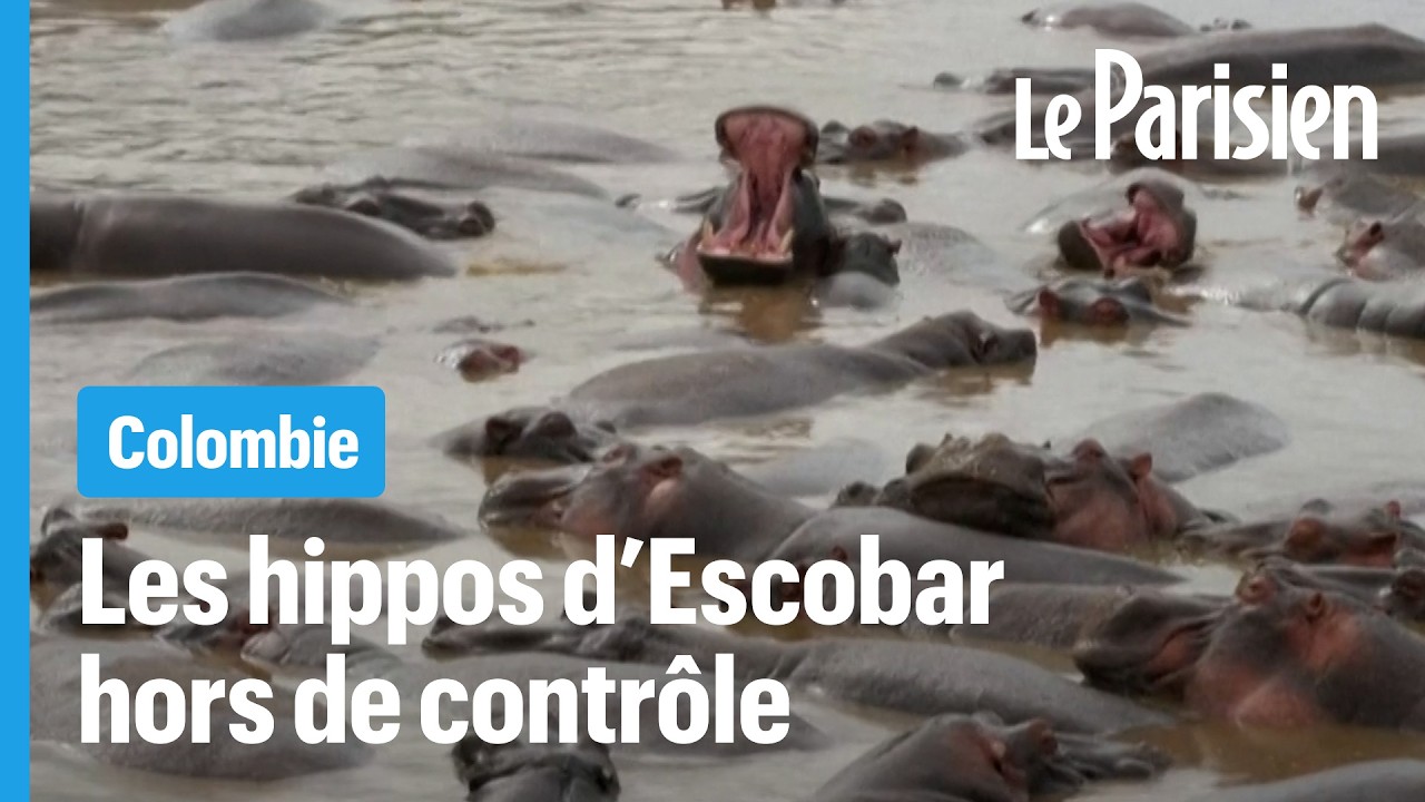 Pourquoi la Colombie veut tuer les hippopotames de Pablo Escobar ?
