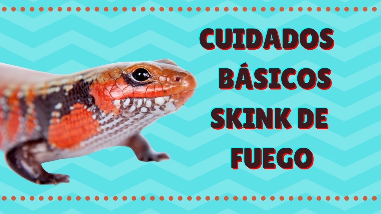 SKINK DE FUEGO 🔥 | CUIDADOS BÁSICOS 🦎 ✨ | DIY terrario ESTÉTICO en un TUPPER 🤯