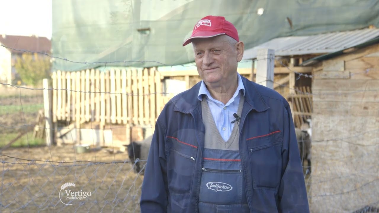 Uzgoj KOZA i OVACA, kao i PILICA u Apatinu   U nasem ataru 1072