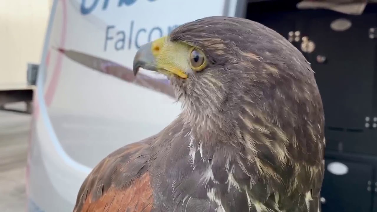 Clearing Gulls with a Hawk | Urban Wings | UK