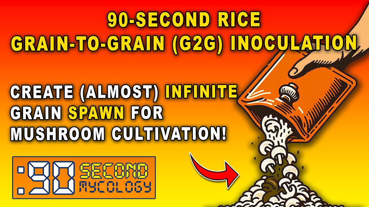 Ultimate GRAIN TO GRAIN Transfer Guide: 90-Second Rice Bag Inoculation