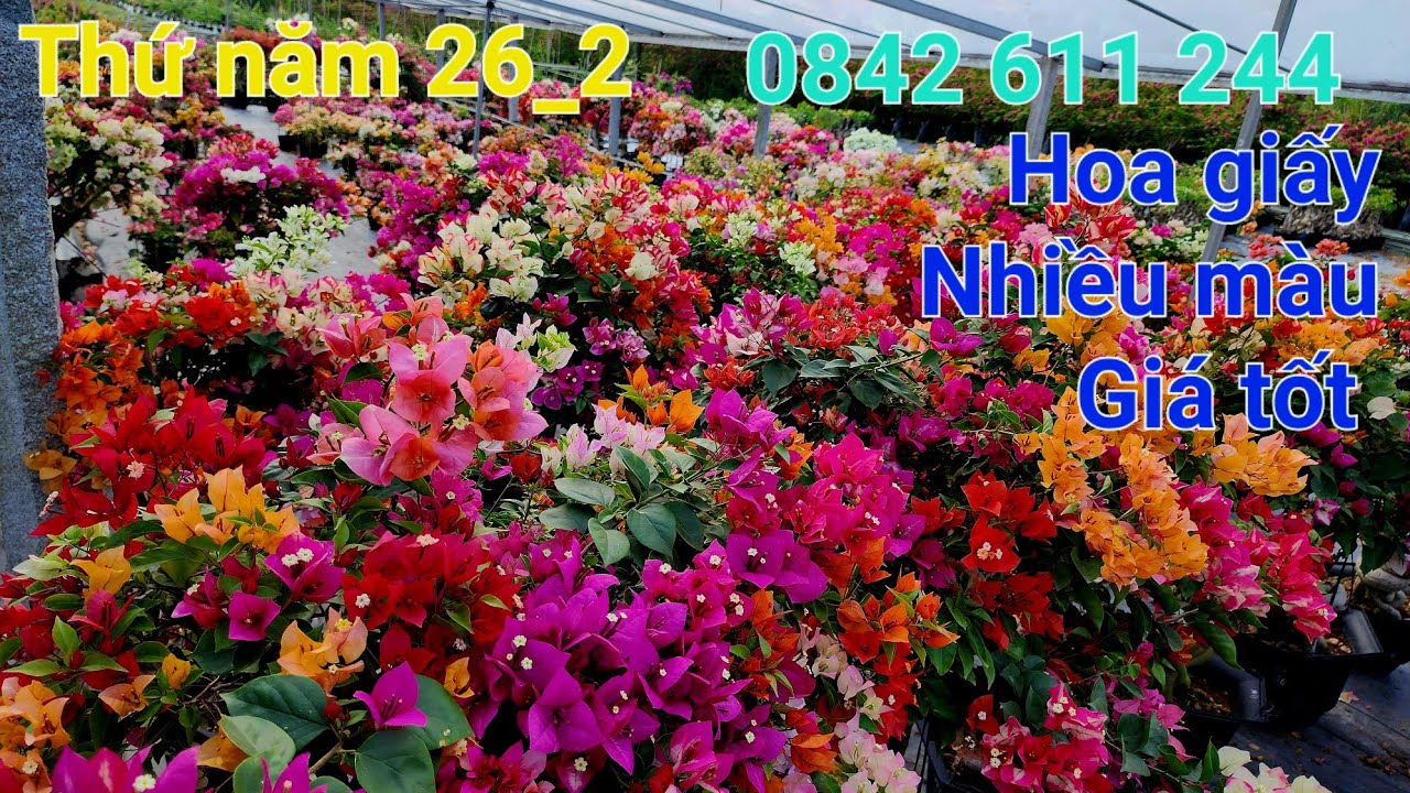 Ngày 26_2 hoa giấy nhiều màu Chào bán giá tốt ☎️0842 611 244. CTMT 
