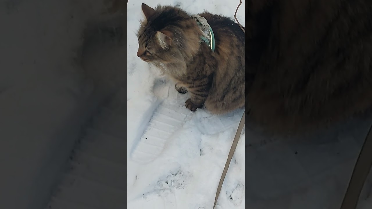 Котик