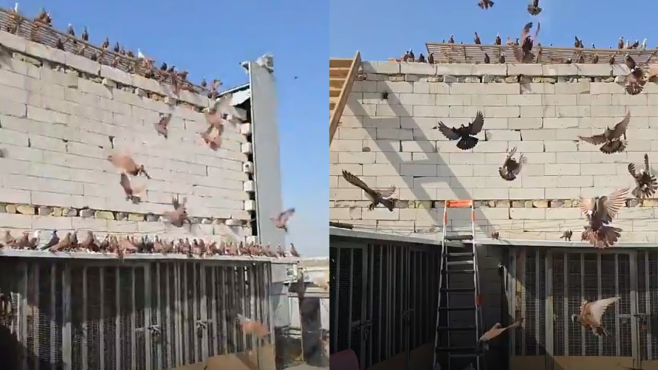 جوله ميدانيه يم الكابتن فاضل ابو لكماليه 
