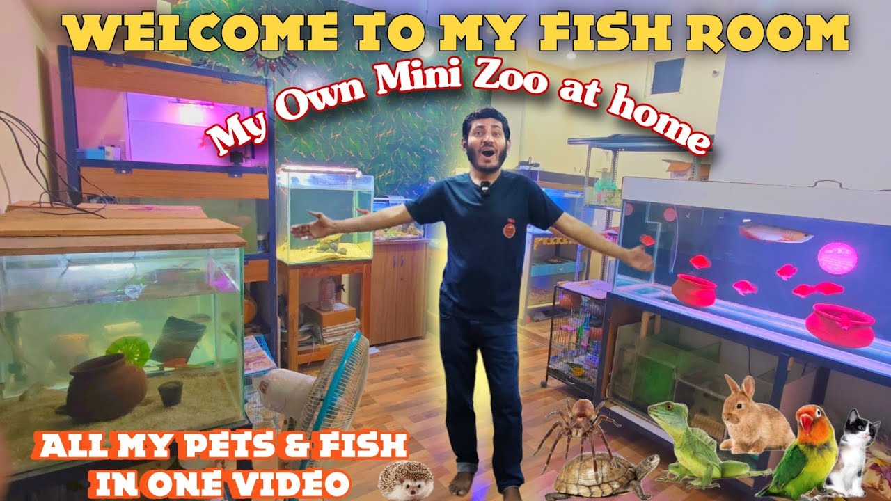 My Fish Room Tour - All My Fish Tanks & Ponds - All My Fish Tanks & Pets In One video ( 2025 )