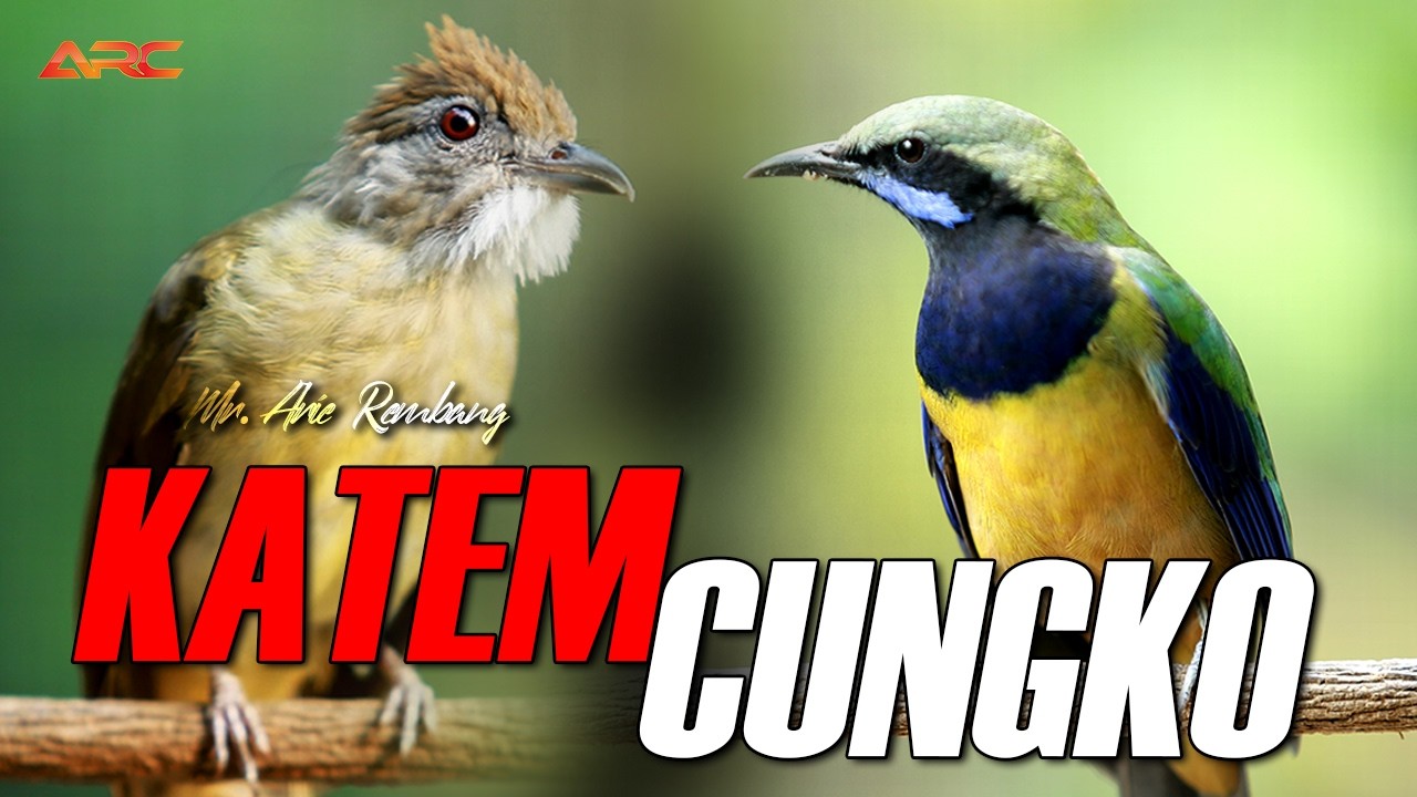 KAPAS TEMBAK X CUNGKOK !! MASTERAN WAJIB UNTUK JUARA DILAPANGAN