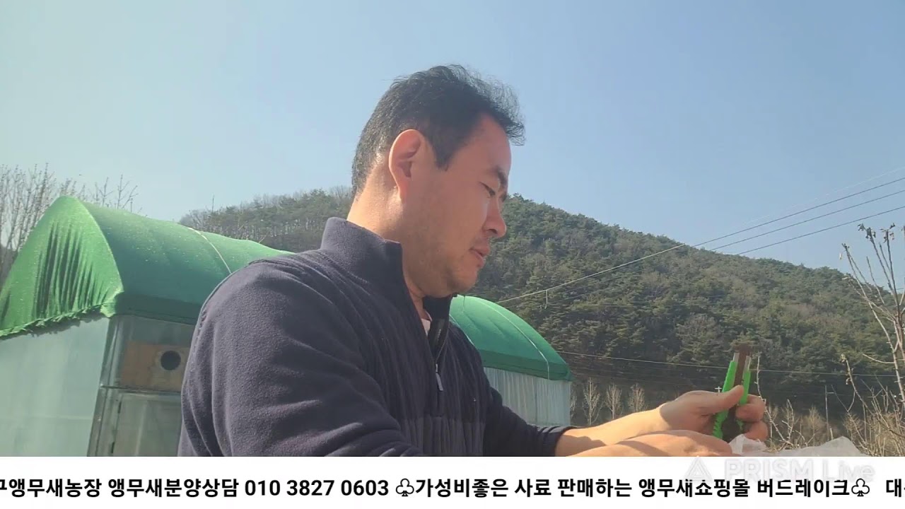 앵무새 키우는 아저씨들의 일상을 담은 대구앵무새농장 [ Birdlake ] 실시간라이브 -토요일주말아침   20260221