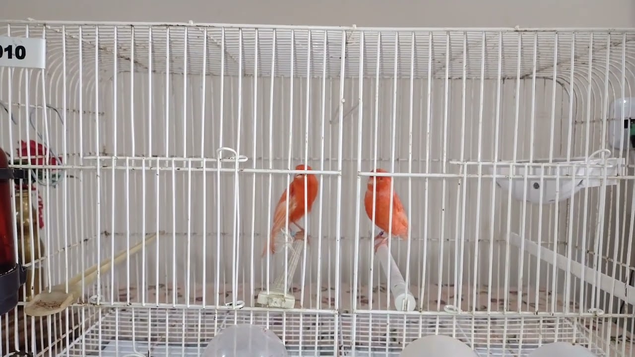 Se você tem dúvidas sobre reprodução de canários assista a este vídeo.