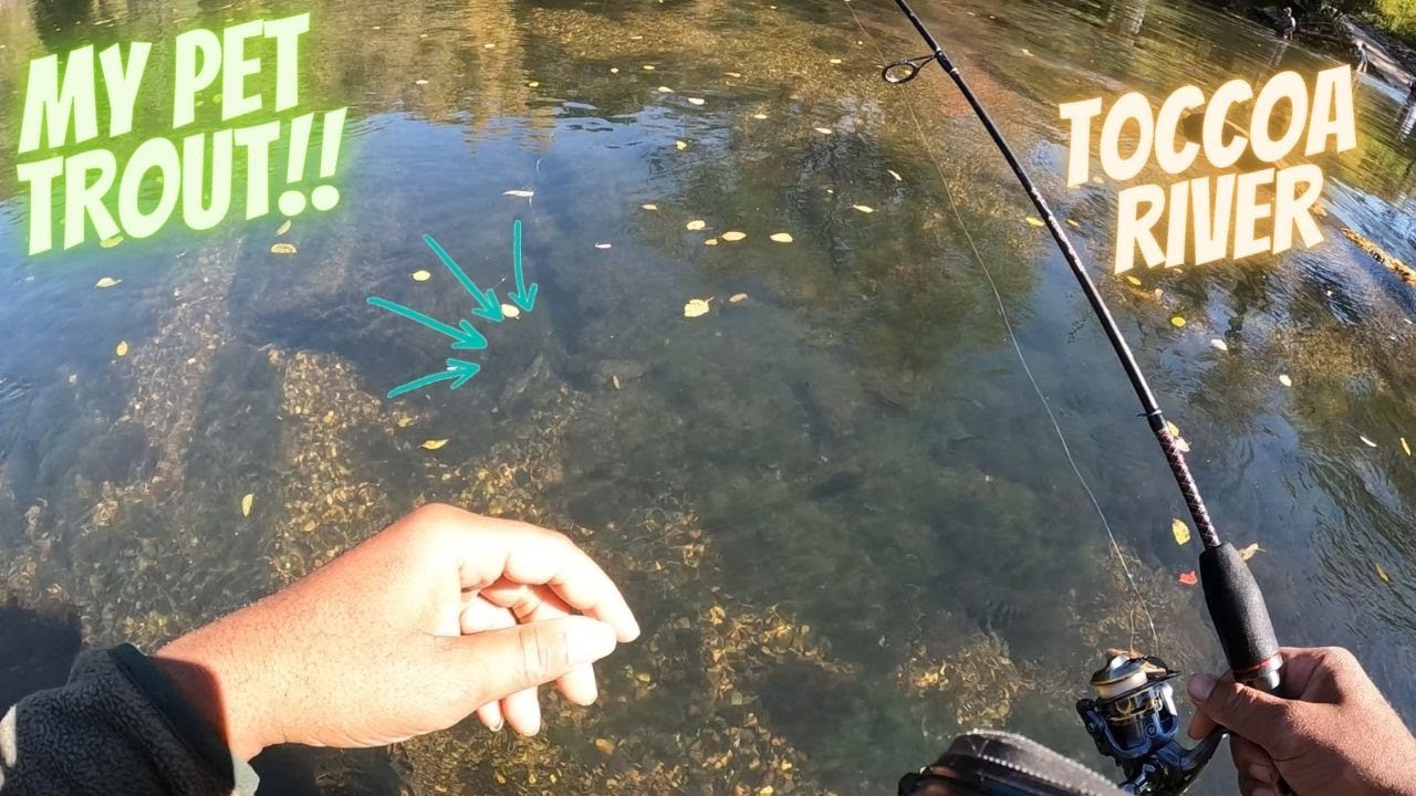 Fall trout fishing on the Toccoa River feat. My Pet Trout | Blue Ridge ,GA