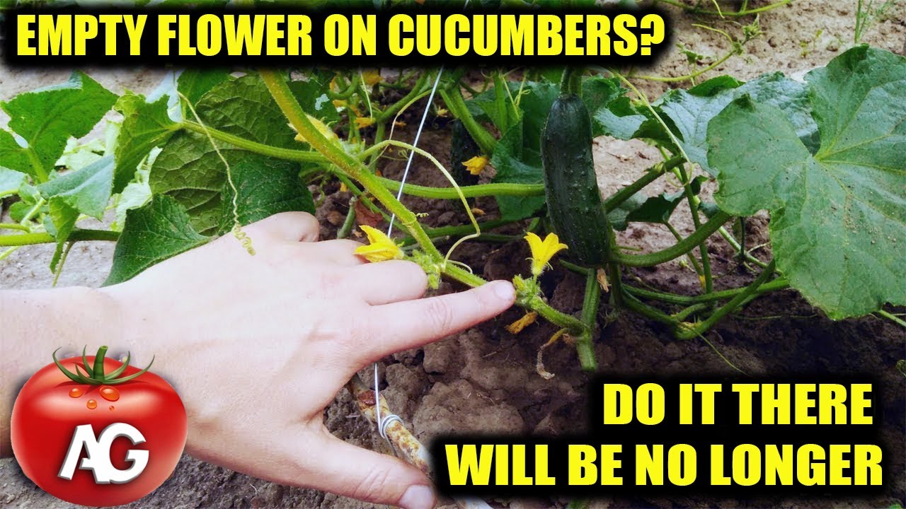 EMPTY FLOWER ON CUCUMBERS DO THIS AND YOU WILL COLLECT CUCUMBERS WITH CRATES