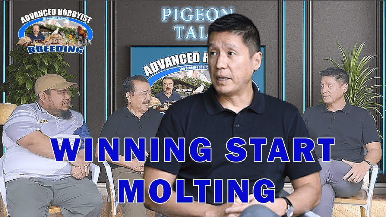 PART 1 | KERBY CHUA THE IMPORTANT OF MOLTING INTO WINNING BIRD