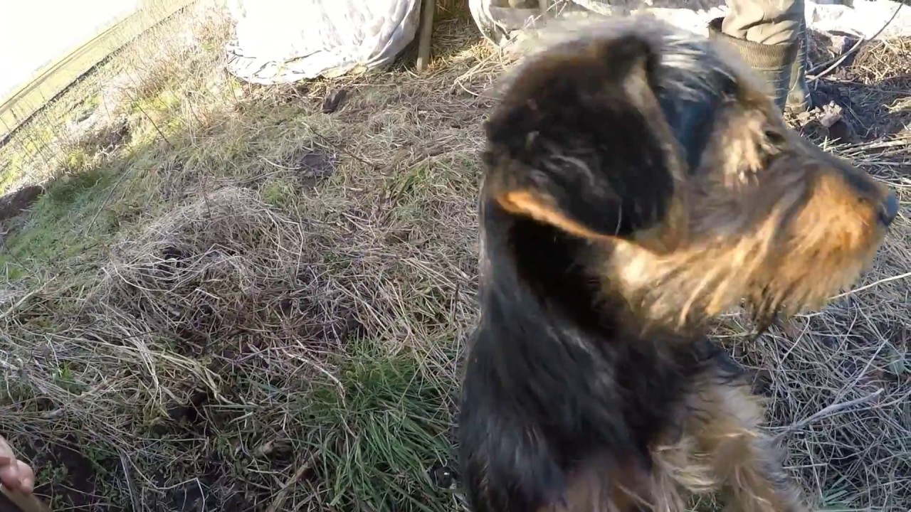 Polowanie - Jack Russel kontra lis