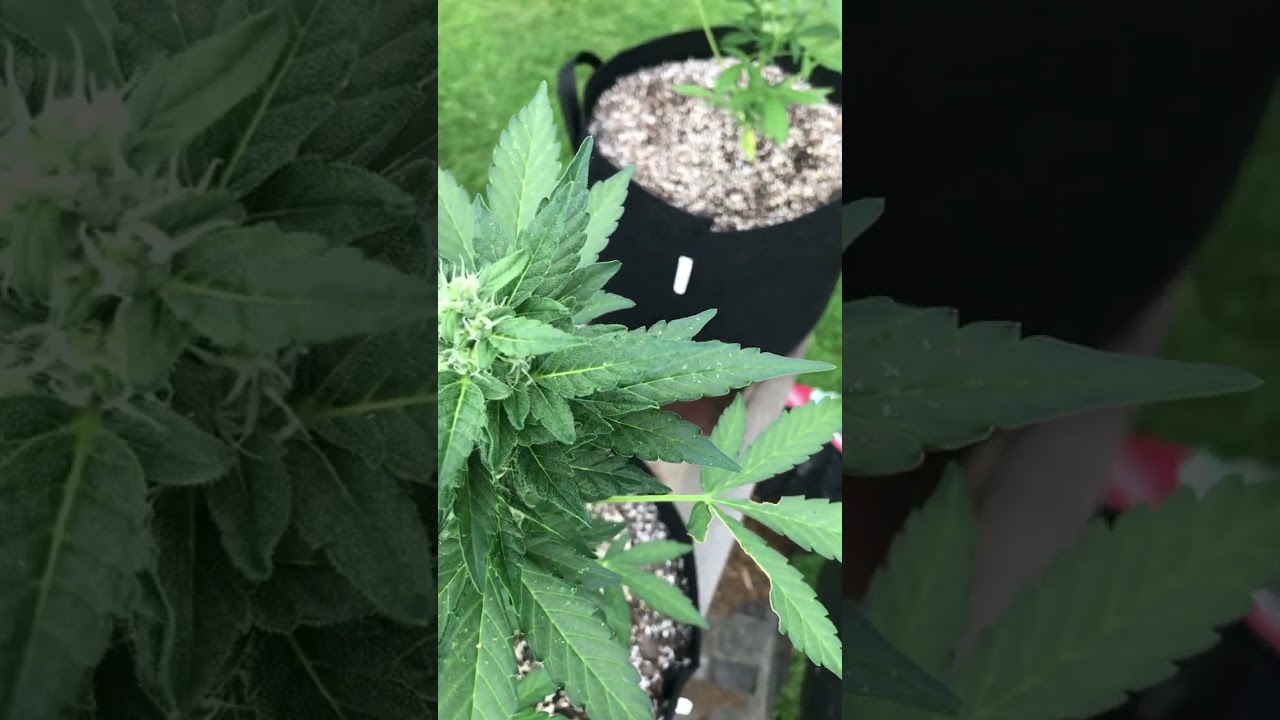Sour Diesel & Kandy Kush Auto&rsquo;s