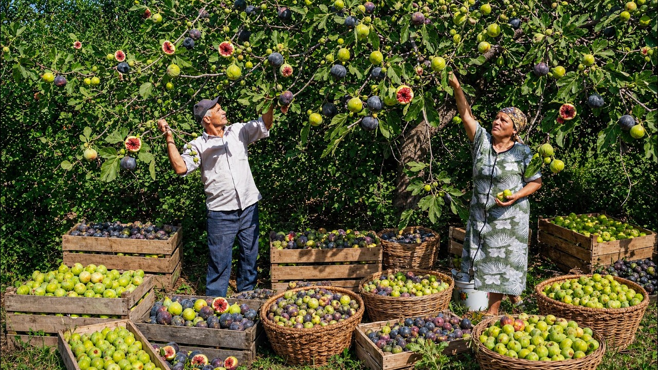 Grandma and Grandpa Pick Fresh Figs! From the Village Garden to Homemade Fig Jam