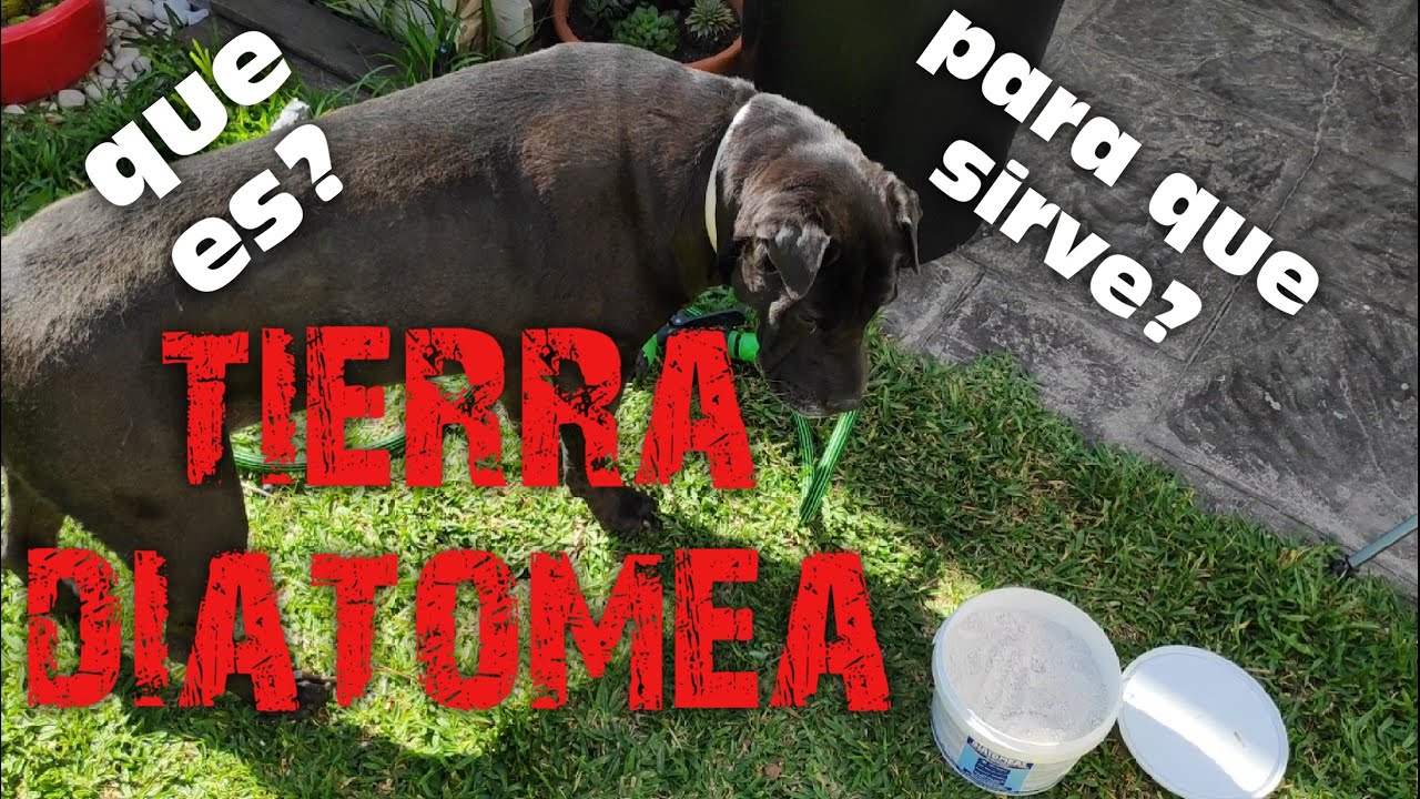 TIERRA DIATOMEA. QUE ES Y COMO USARLA EN NUESTRAS PLANTAS Y MASCOTAS.