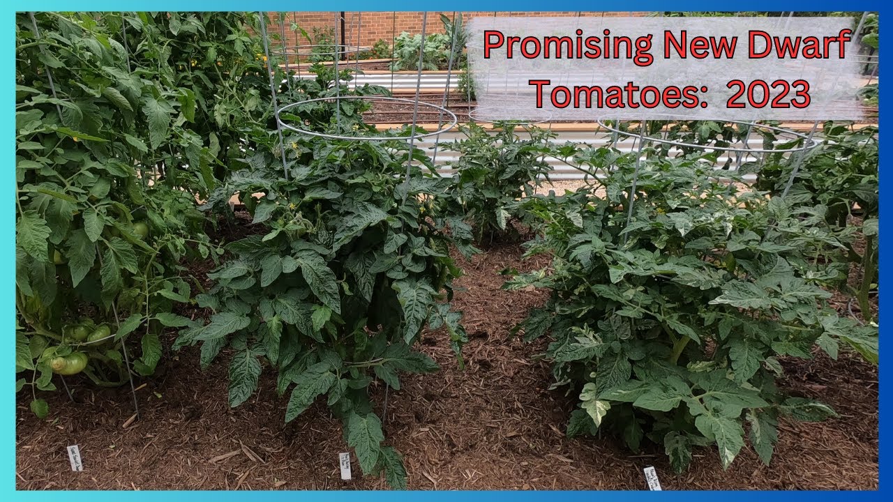 Promising New Dwarf Tomatoes for 2023